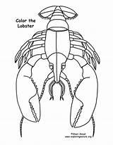 Lobster Coloring Drawing Getdrawings Sponsors Wonderful Support Please Line sketch template
