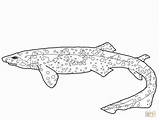 Shark Octonauts Supercoloring Swell sketch template