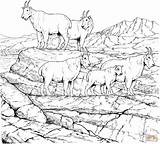 Goat Colorare Herd Capre Capra Nevi Bird Malvorlagen Weißkopfseeadler Gleitender sketch template