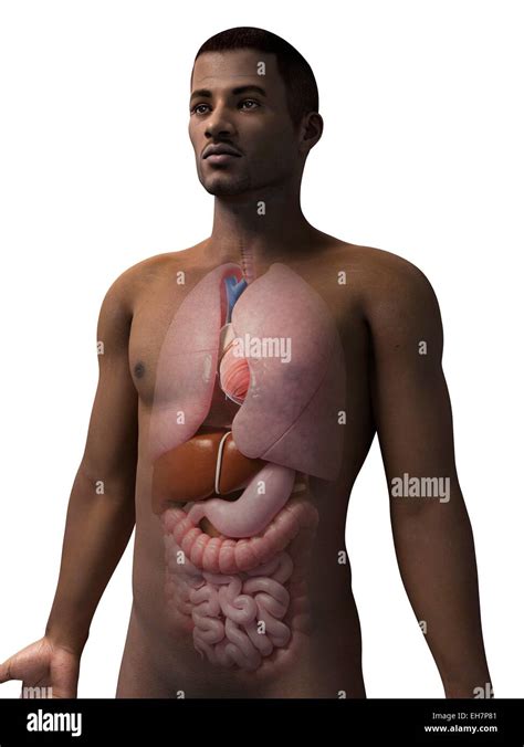 male internal organs illustration stock photo alamy
