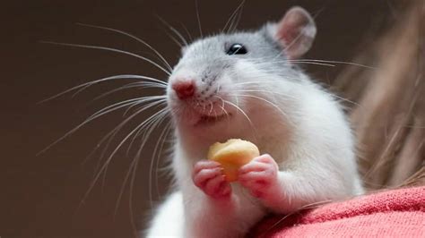 reasons  rats    pets explore awesome activities