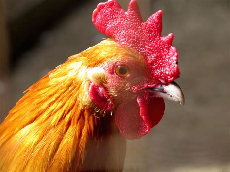 golden rooster rooster breeds aviary
