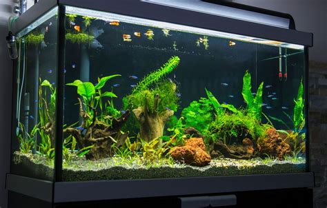 piranha fish tank  cheapest save  jlcatjgobmx