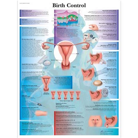 birth control chart 1001580 3b scientific vr1591l condom training models sex education