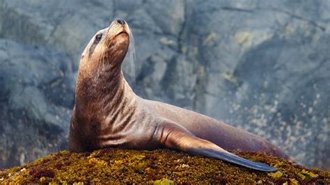 meet  stray endangered steller sea lion  ne china cgtn