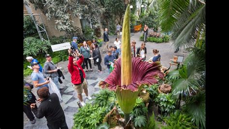 9 Things To Know About The Corpse Flower