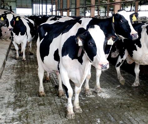 Use Of Robot Milkers On The Rise In Minnesota Dairies Despite Costs
