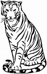 Tiger Coloring Pages Clipart Bengal Clip Sitting Drawing Animals Cliparts Print Simple Library Clipartmag Attribution Forget Link Don sketch template