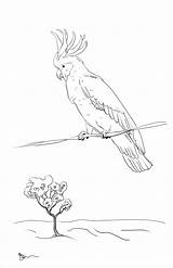 Coloring Cockatoo Pages Sulphur Crested Cockatoos Coloringbay Popular sketch template