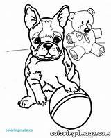 Coloring Terrier Boston Pages Highland Printable West Print Color Getcolorings Popular Luxury sketch template