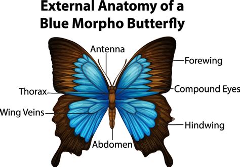 external anatomy   blue morpho butterfly  white background  vector art  vecteezy
