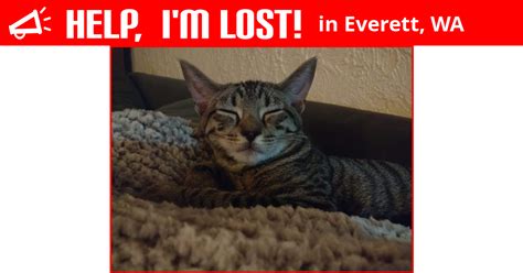lost cat everett washington tiger