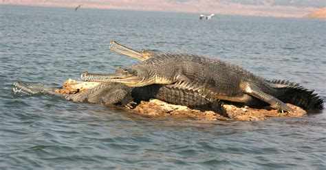 national chambal sanctuary trip  india