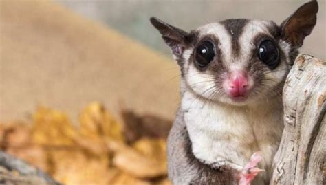 sugar glider  species discovered   conservation implications