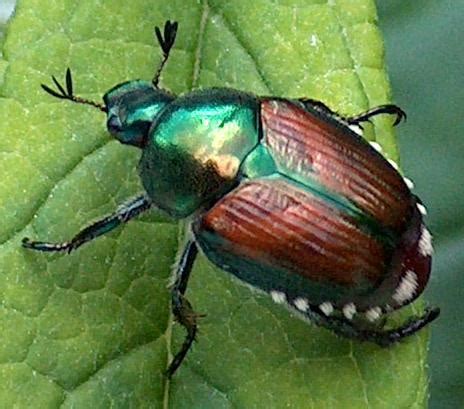japanese beetles remain frustrating news  cooperative extension