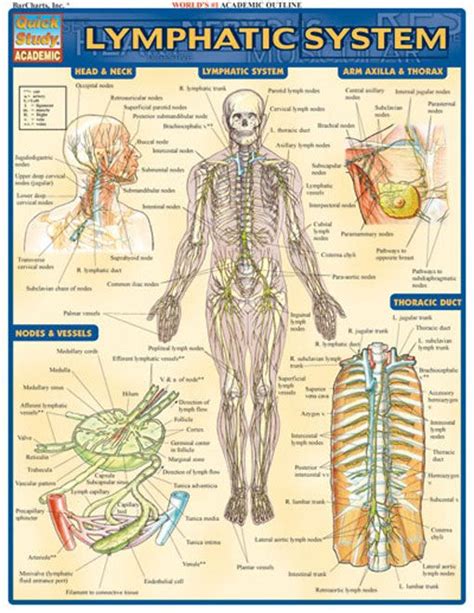 lymphatic system examville sellfycom