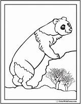 Panda Coloring Pages Realistic Bear Climbing Baby Color Rocks Printable Bamboo Pandas Getcolorings Colorwithfuzzy sketch template