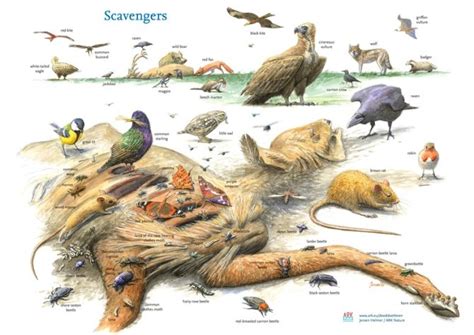 importance  carcasses  nature wur