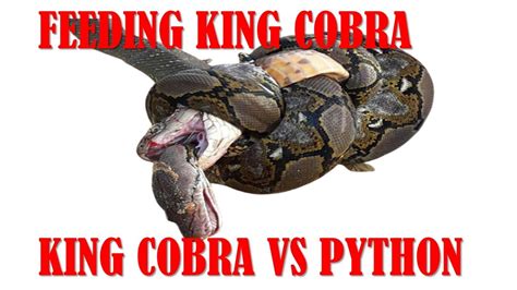 king cobra aggressive feeding king cobra youtube