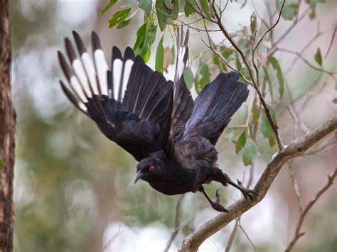 avithera white winged choughs expanding red eyes