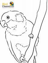 Conure Coloring 07kb 210px sketch template