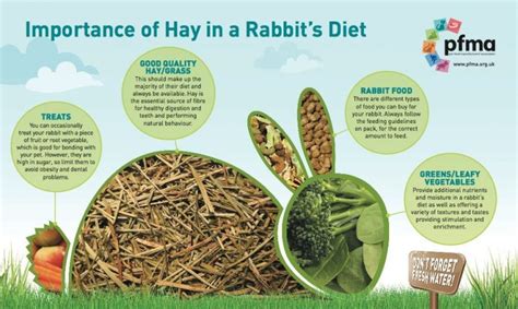 rabbit diets let s hear it for hay post