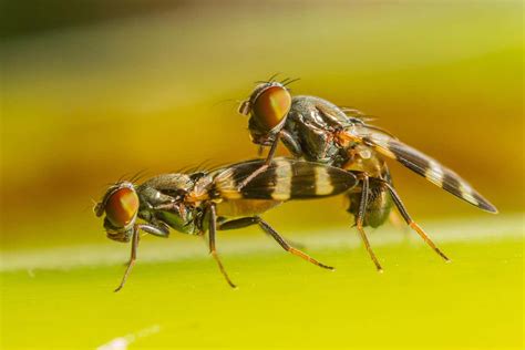 semen seems to help female fruit flies remember things