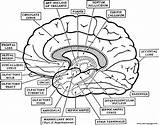 Neuroanatomy Getdrawings Labelled Nucleus sketch template