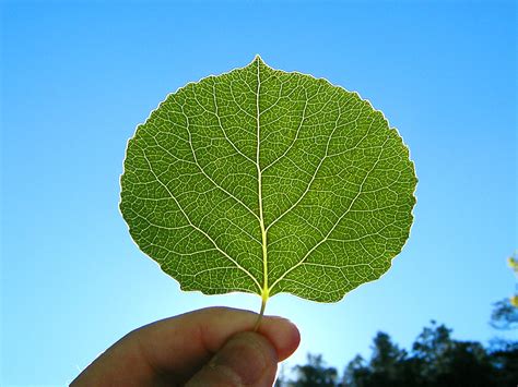 sunlit leaf