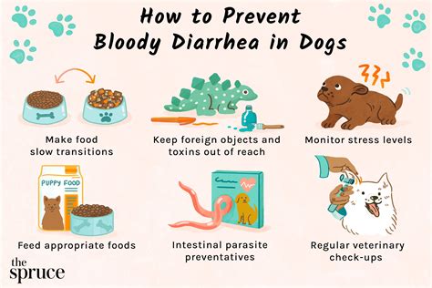give  dog  diarrhea pet food guide