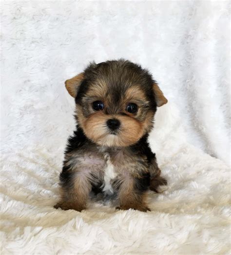 teacup yorkie puppy  sale lilly iheartteacups