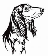 Saluki Dog Vector Illustration Illustrations Decorative Portrait Background Outline Looking Pro Tattoo Clip Stock Isolated Color Vectors Clipart Dreamstime sketch template