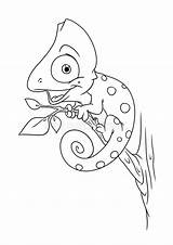 Chameleon Kameleon Karikatur Camaleonte Lesson Dierlijke Kleurende Beeldverhaal Adulti Illustrazione Abbildung Coloritura Animale Fumetto Impagina sketch template