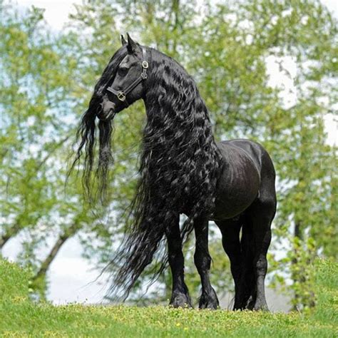black friesian horses  majestic friesian horse  beautiful