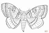 Polilla Schmetterling Schmetterlinge Malvorlagen Colorkid sketch template