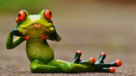funny frog wallpaper  images