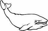 Ballena Baleia Shamu Whales Pintarcolorir Cliparts Ballenas sketch template