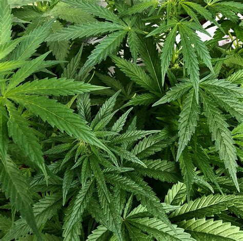 cannabis plants  flowering ed rosenthal