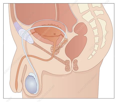male reproductive anatomy artwork stock image c009