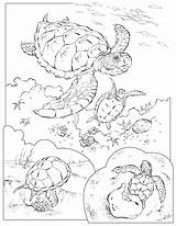 Coloring Pages Turtles Sea Baby Comments sketch template