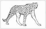 Gepard Raubtiere sketch template