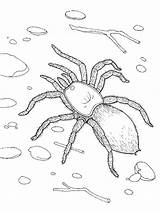 Coloring Tarantula Spider Walking Ground Color sketch template