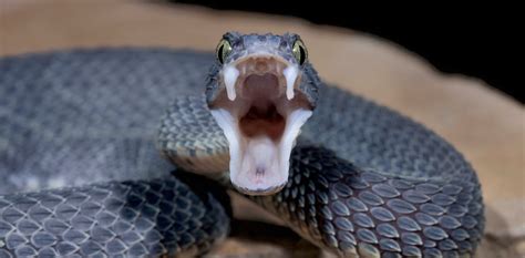 snake fangs evolved  perfectly fit  food
