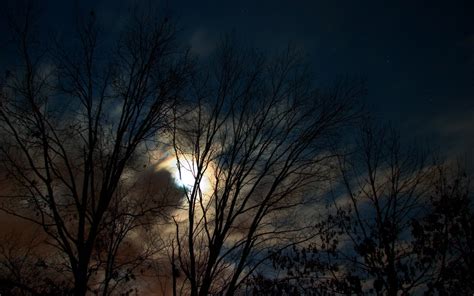 wallpapernarium el cielo del bosque durante la noche de luna llena