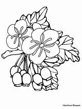 Hawthorn Coloring Flower Pages Flowers Drawing Clipart Plants Disegni Fiori Printable Blossom Easily Print Library Clipartmag Coloringonly Coloringpagebook Advertisement Civil sketch template