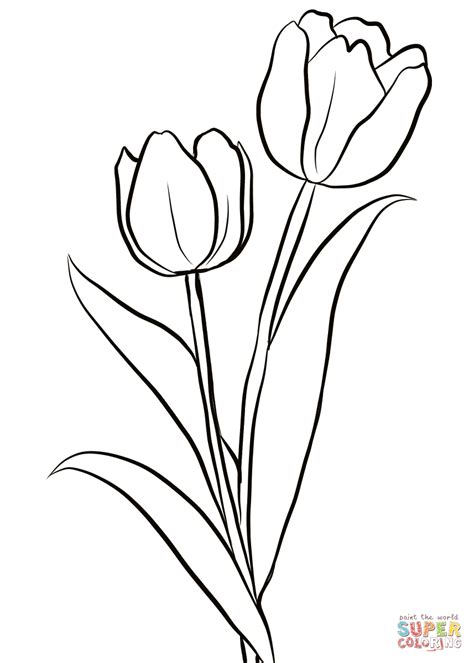 tulip outline coloring pages