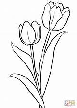Tulip Coloring Outline Pages Tulips Template sketch template