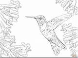 Coloring Hummingbird Pages Realistic Ruby Throated Drawing Flower Printable Color Bird Hummingbirds Colouring Easy Adult Animal Draw Getdrawings Getcolorings Sketch sketch template