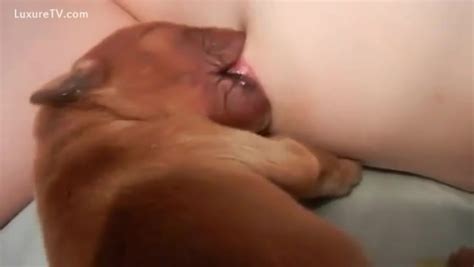 Hungry Pup Engulfing On A Tit