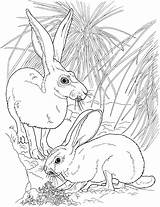 Coloring Pages Rabbit Tailed Jackrabbits Rabbits Printable Animals Clipart Pair Skip Main Categories sketch template